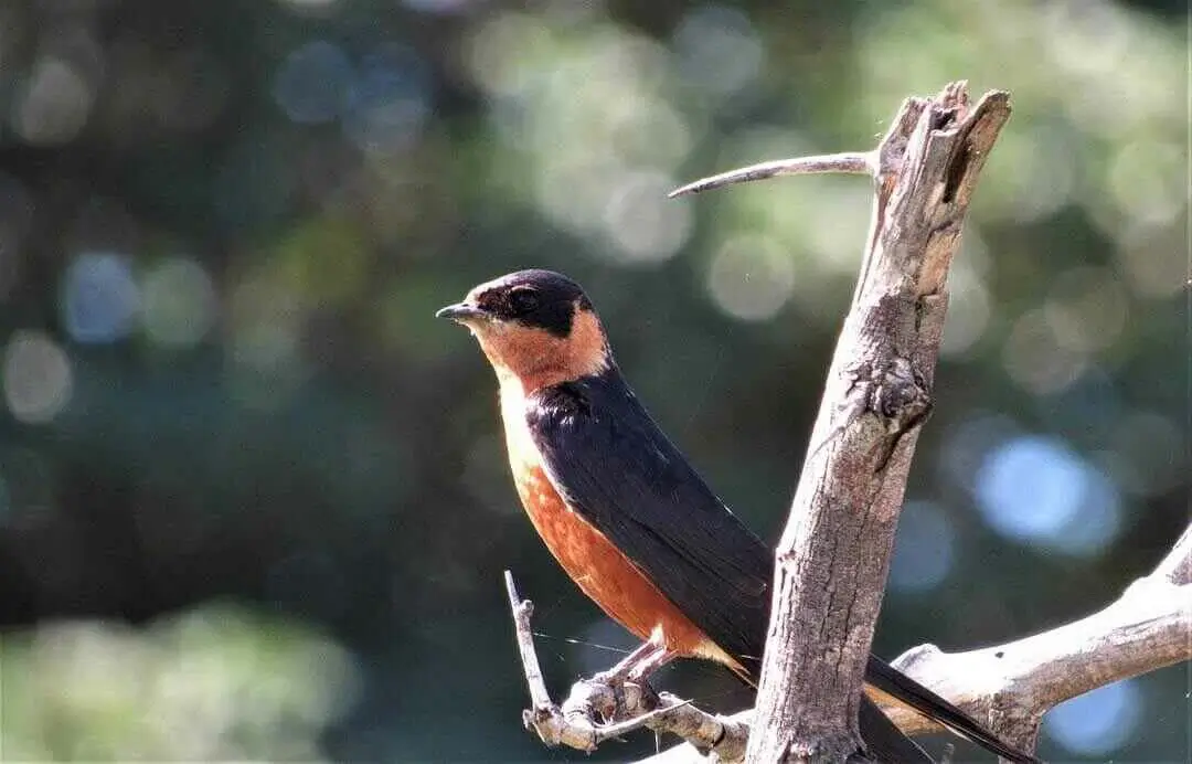 Red Breasted Swallow